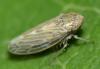 Deltocephalinae inconnu